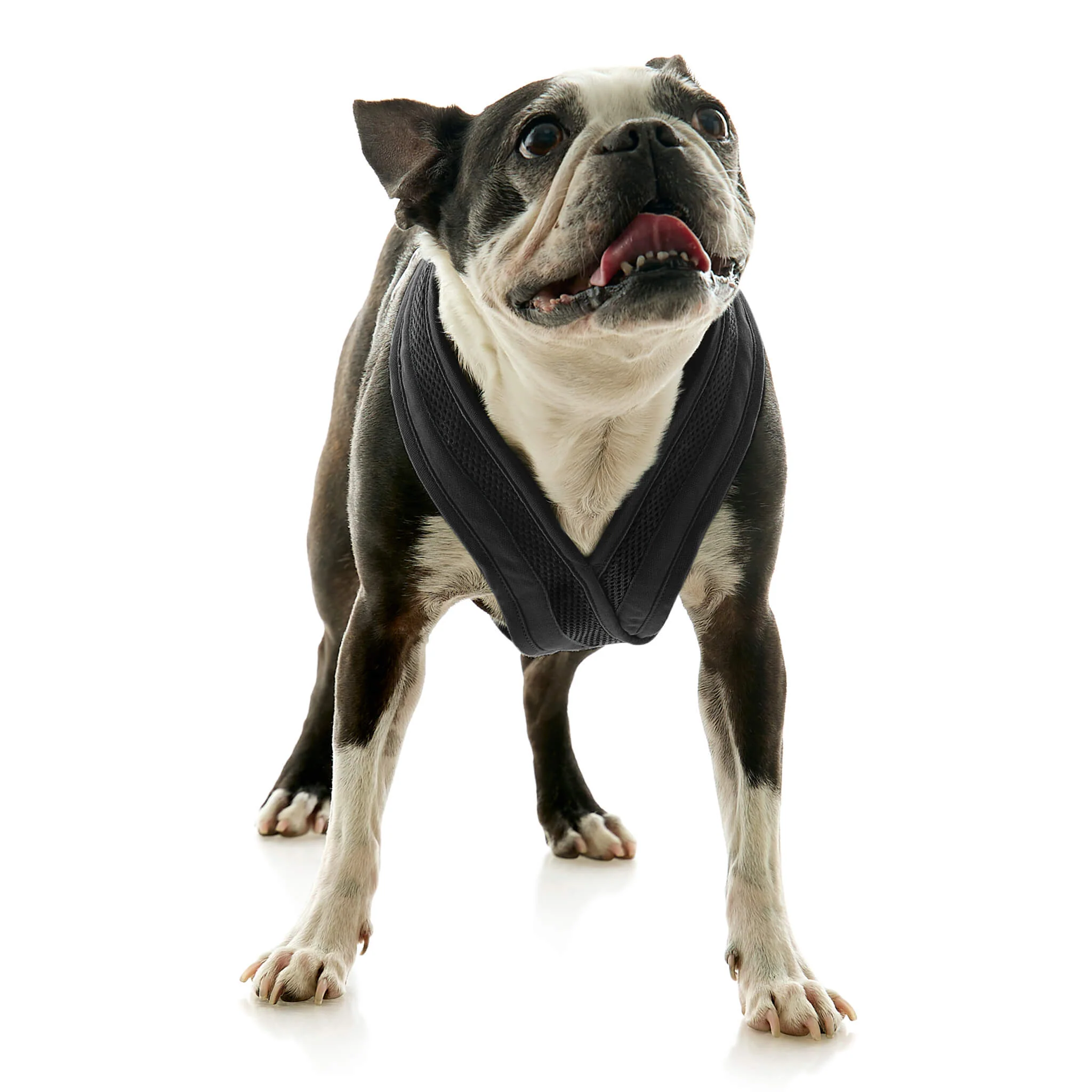 gooby-office-dog-miles-a-boston-terrier-standing-wearing-escape-free-comfort-x-one-in-black-front-view-2048x2048px-tinified