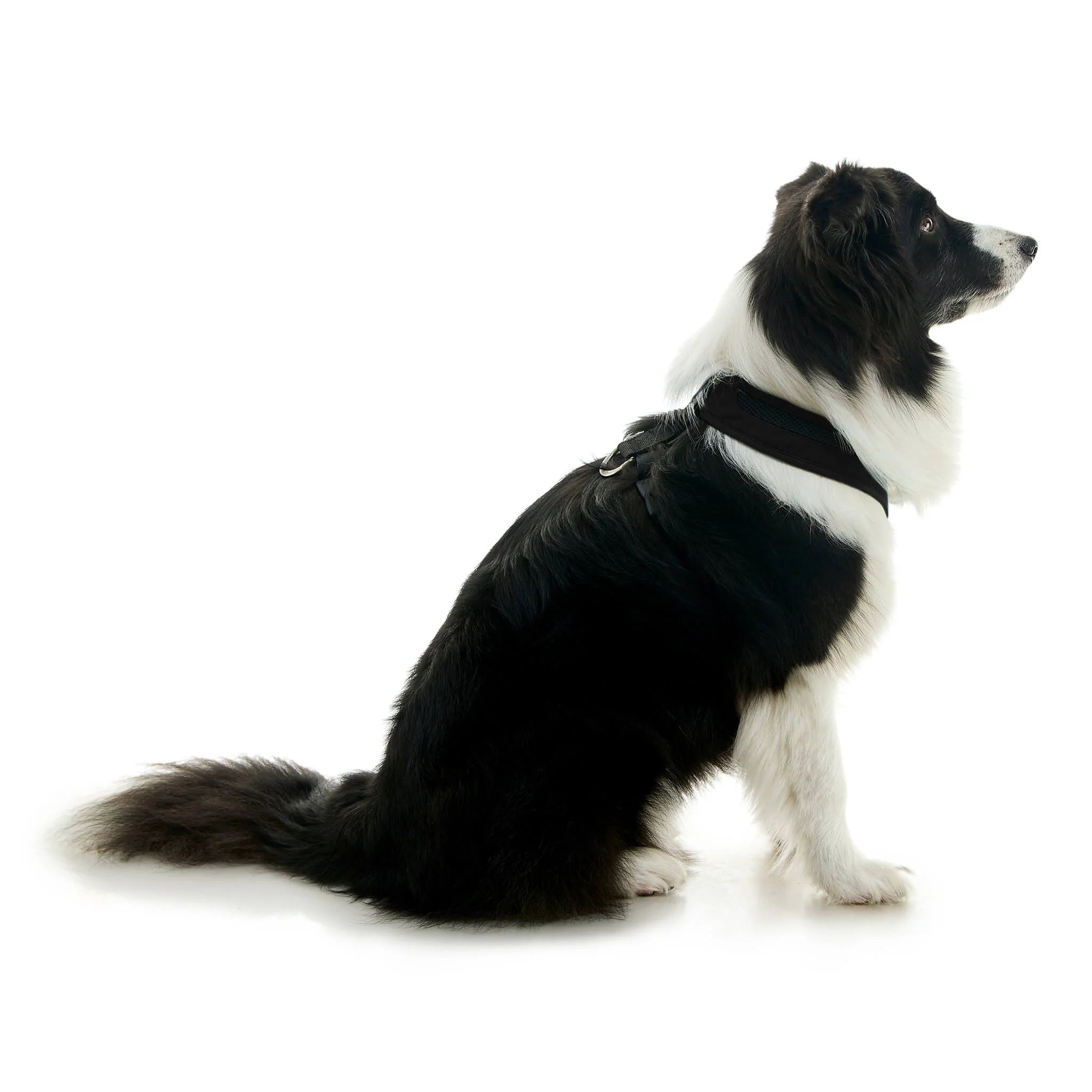 gooby-office-dog-oreo-a-border-collie-sitting-wearing-escape-free-comfort-x-one-in-black-side-view-2048x2048px-tinified