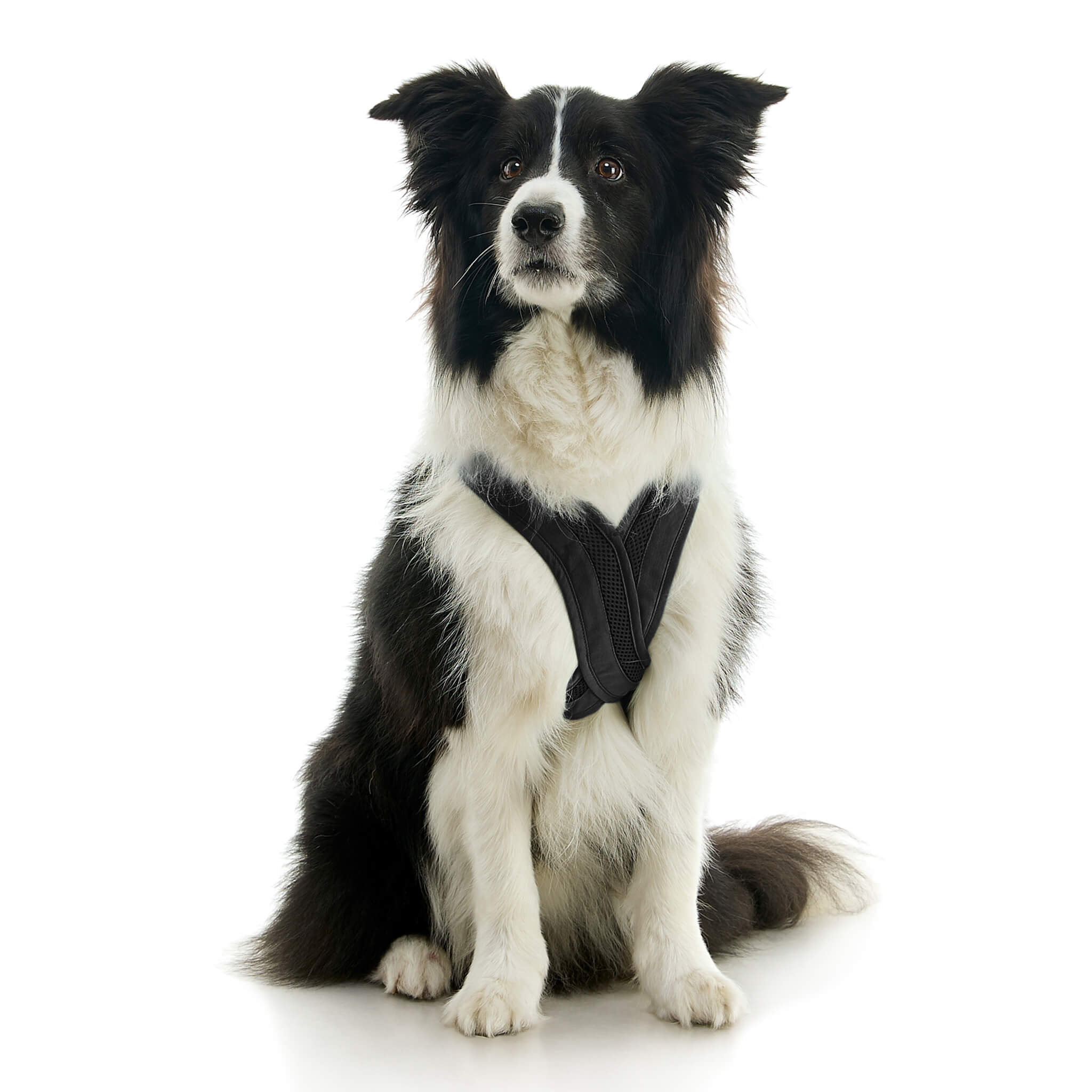 gooby-office-dog-oreo-a-border-collie-sitting-wearing-escape-free-comfort-x-one-in-black-front-view-2048x2048px-tinified
