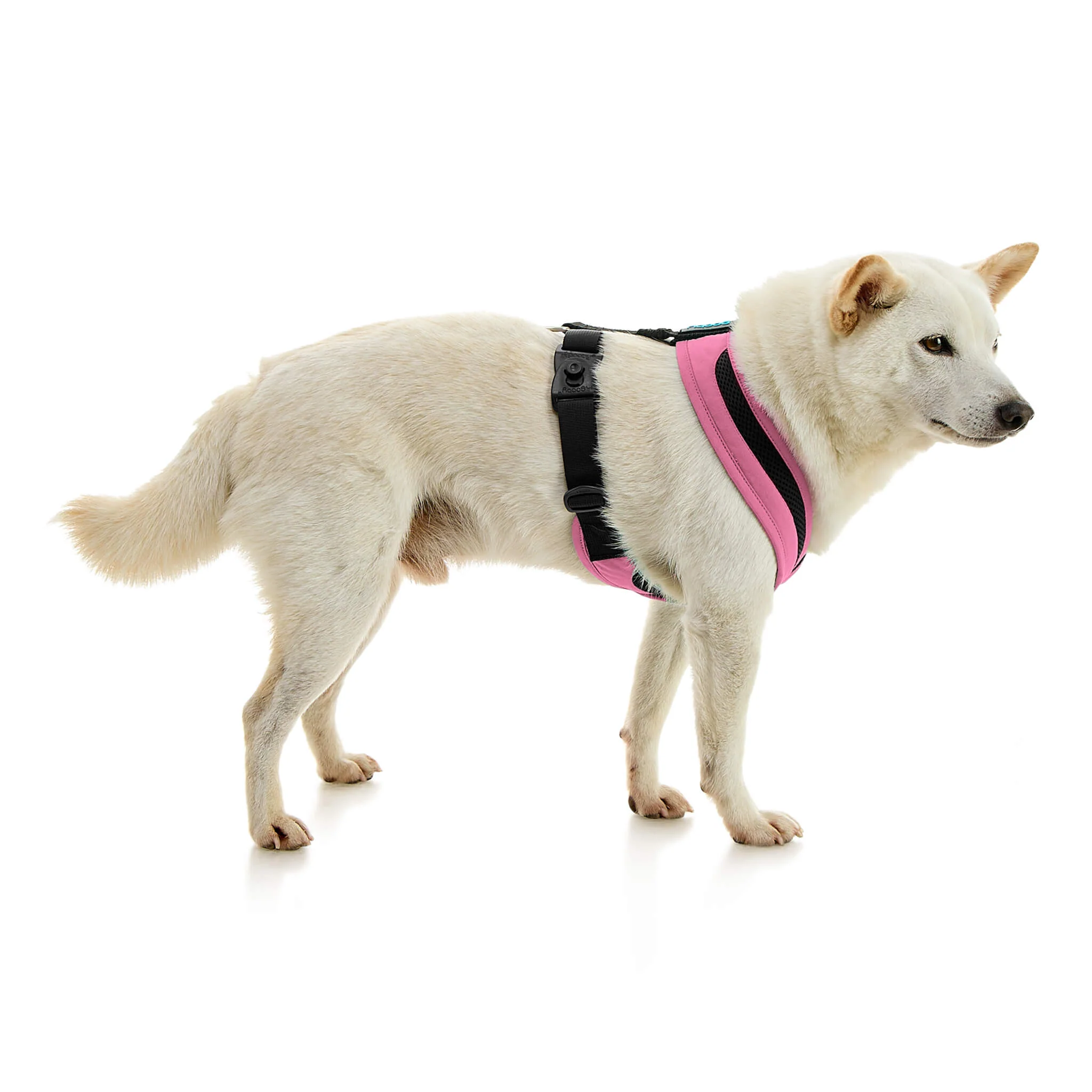gooby-office-dog-loki-a-shiba-inu-standing-wearing-escape-free-comfort-x-one-in-flamingo-pink-side-view-2048x2048px-tinified
