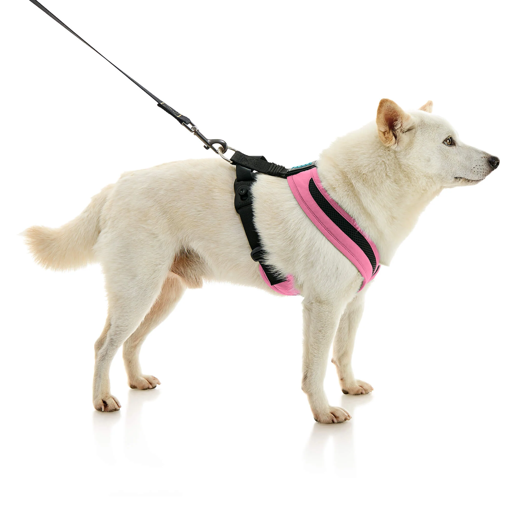 gooby-office-dog-loki-a-shiba-inu-standing-with-leash-wearing-escape-free-comfort-x-one-in-flamingo-pink-side-view-2048x2048px-tinified