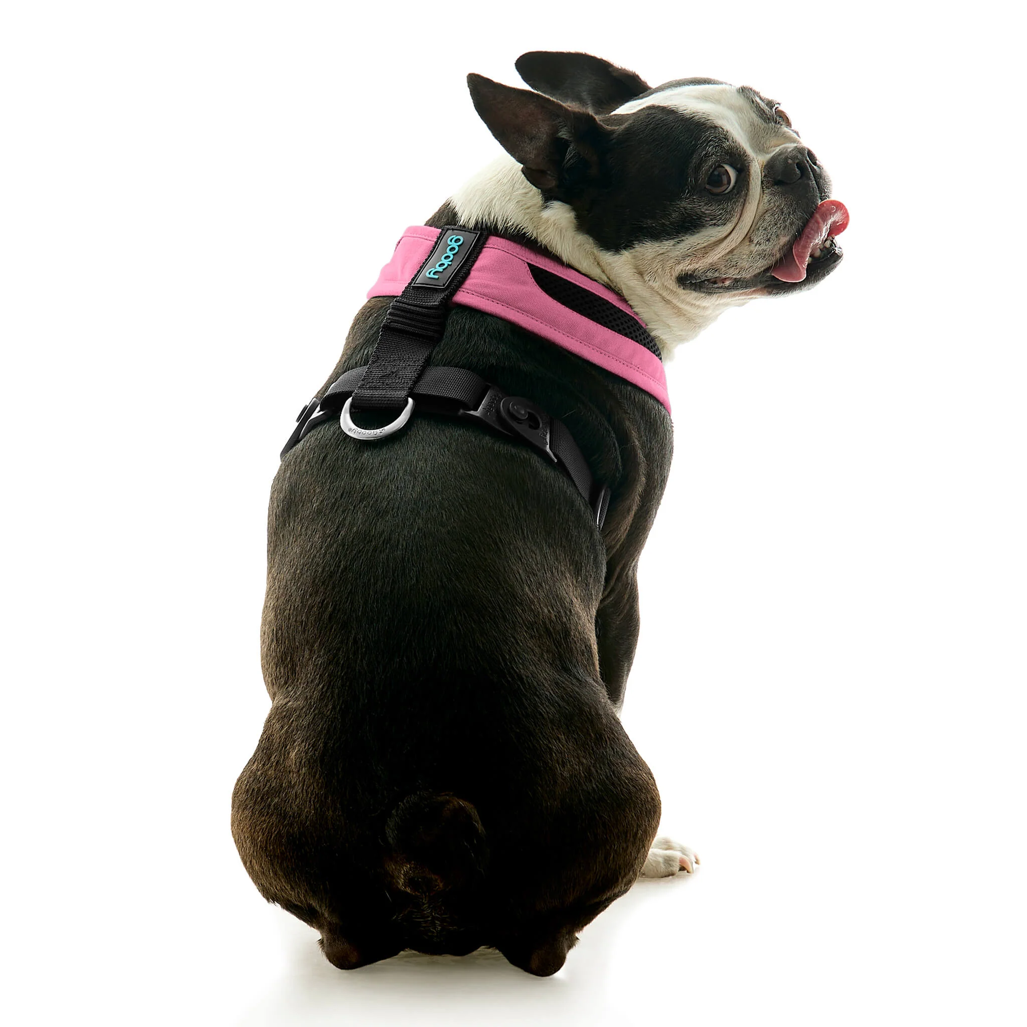 gooby-office-dog-miles-a-boston-terrier-sitting-wearing-escape-free-comfort-x-one-in-flamingo-pink-back-view-2048x2048px-tinified