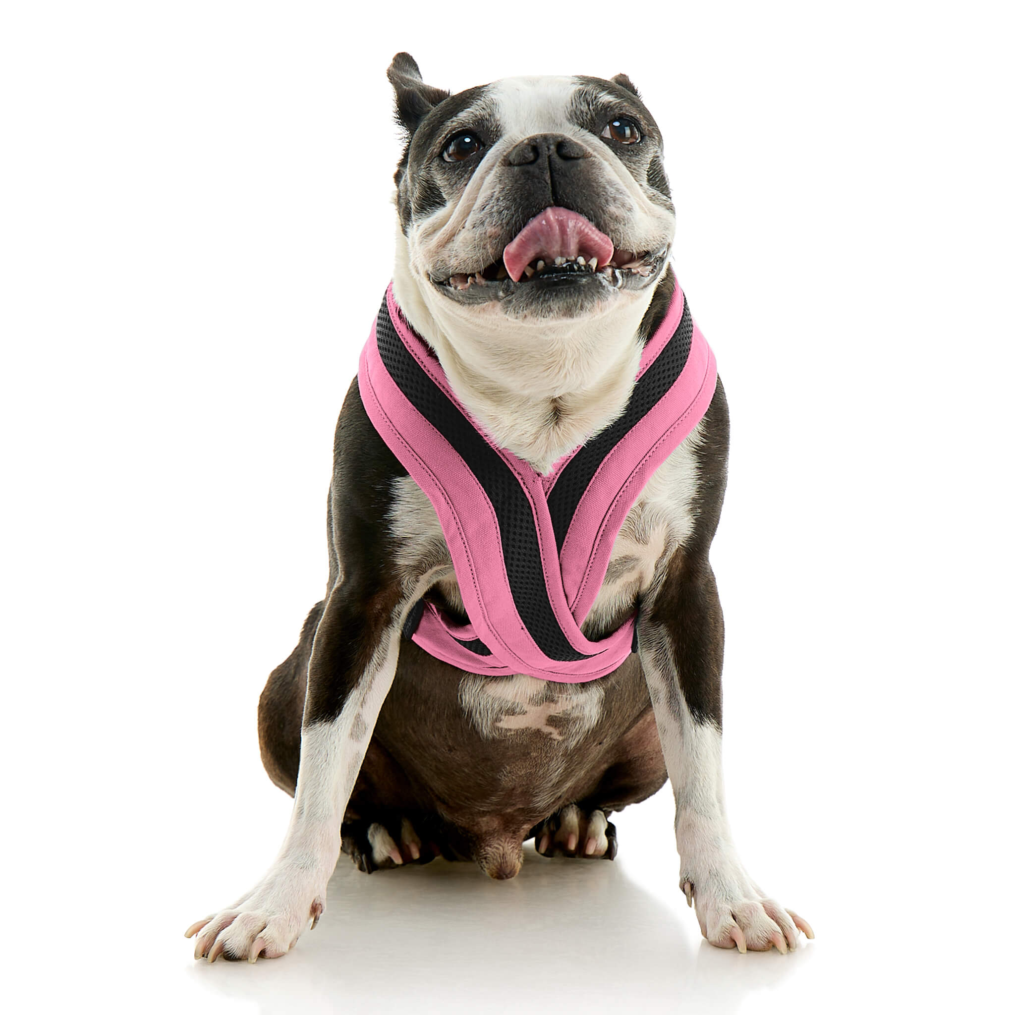 gooby-office-dog-miles-a-boston-terrier-sitting-wearing-escape-free-comfort-x-one-in-flamingo-pink-front-view-2048x2048px-tinified