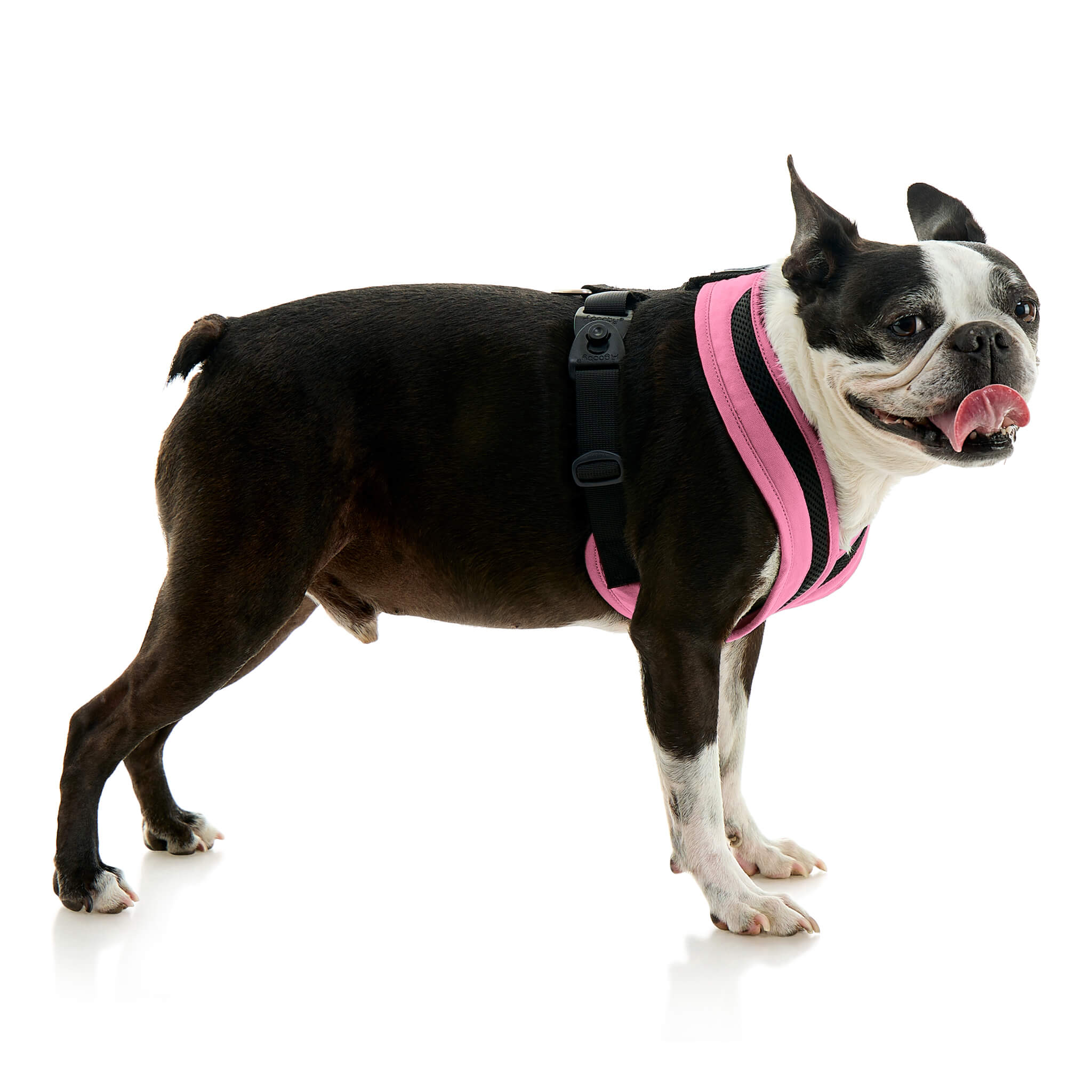 gooby-office-dog-miles-a-boston-terrier-standing-wearing-escape-free-comfort-x-one-in-flamingo-pink-side-view-2048x2048px-tinified