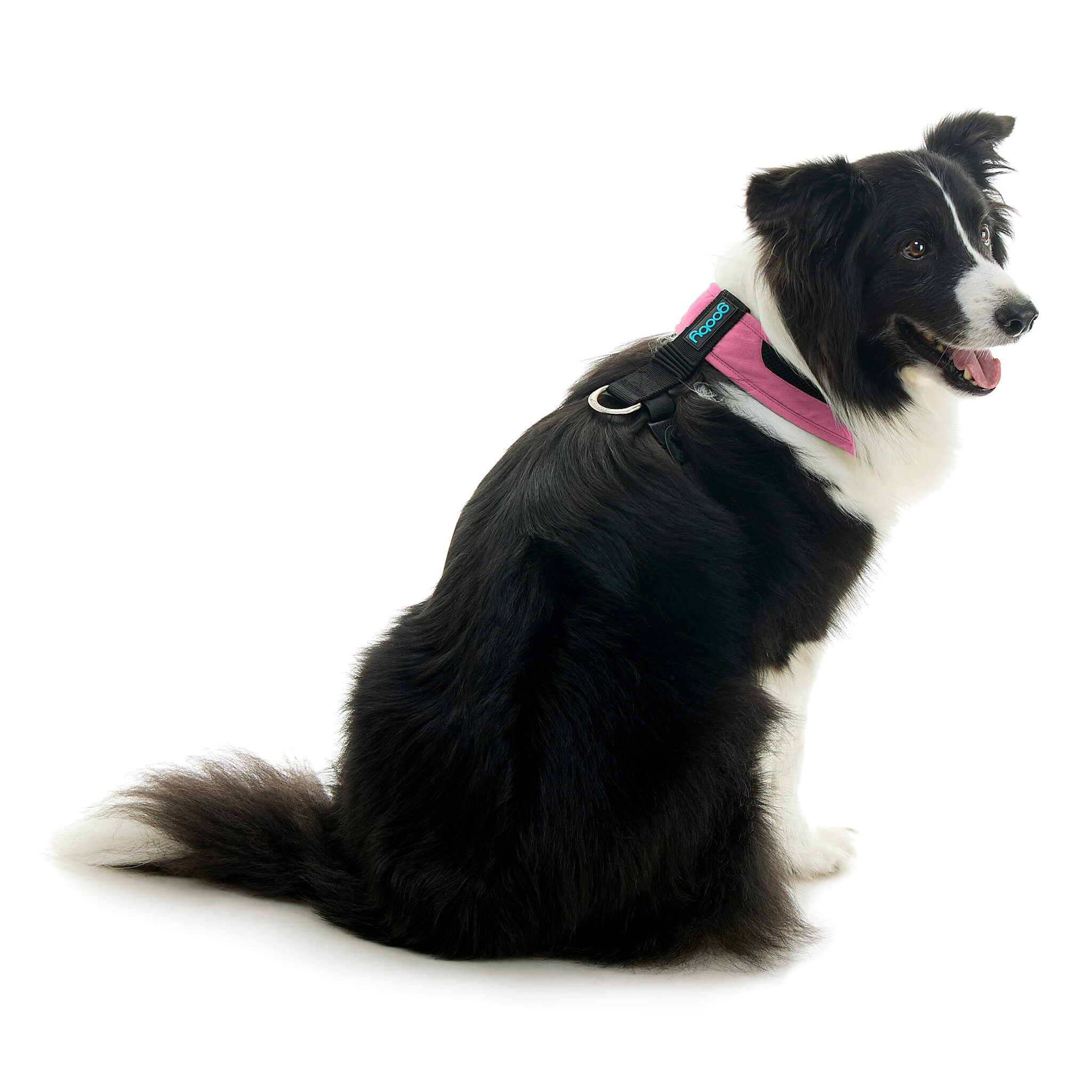 gooby-office-dog-oreo-a-border-collie-sitting-wearing-escape-free-comfort-x-one-in-flamingo-pink-back-view-2048x2048px-tinified
