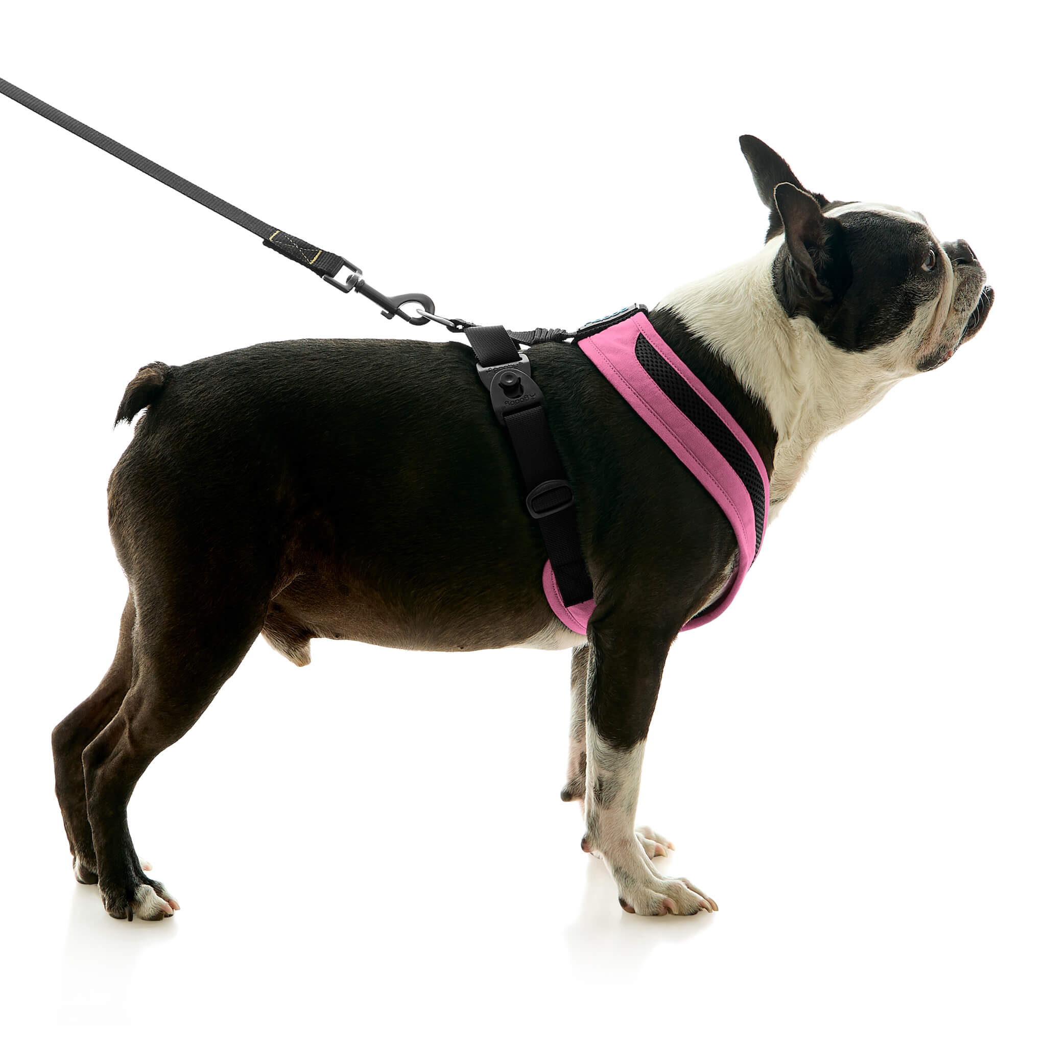 gooby-office-dog-miles-a-boston-terrier-standing-wearing-escape-free-comfort-x-one-with-leash-in-flamingo-pink-side-view-2048x2048px-tinified