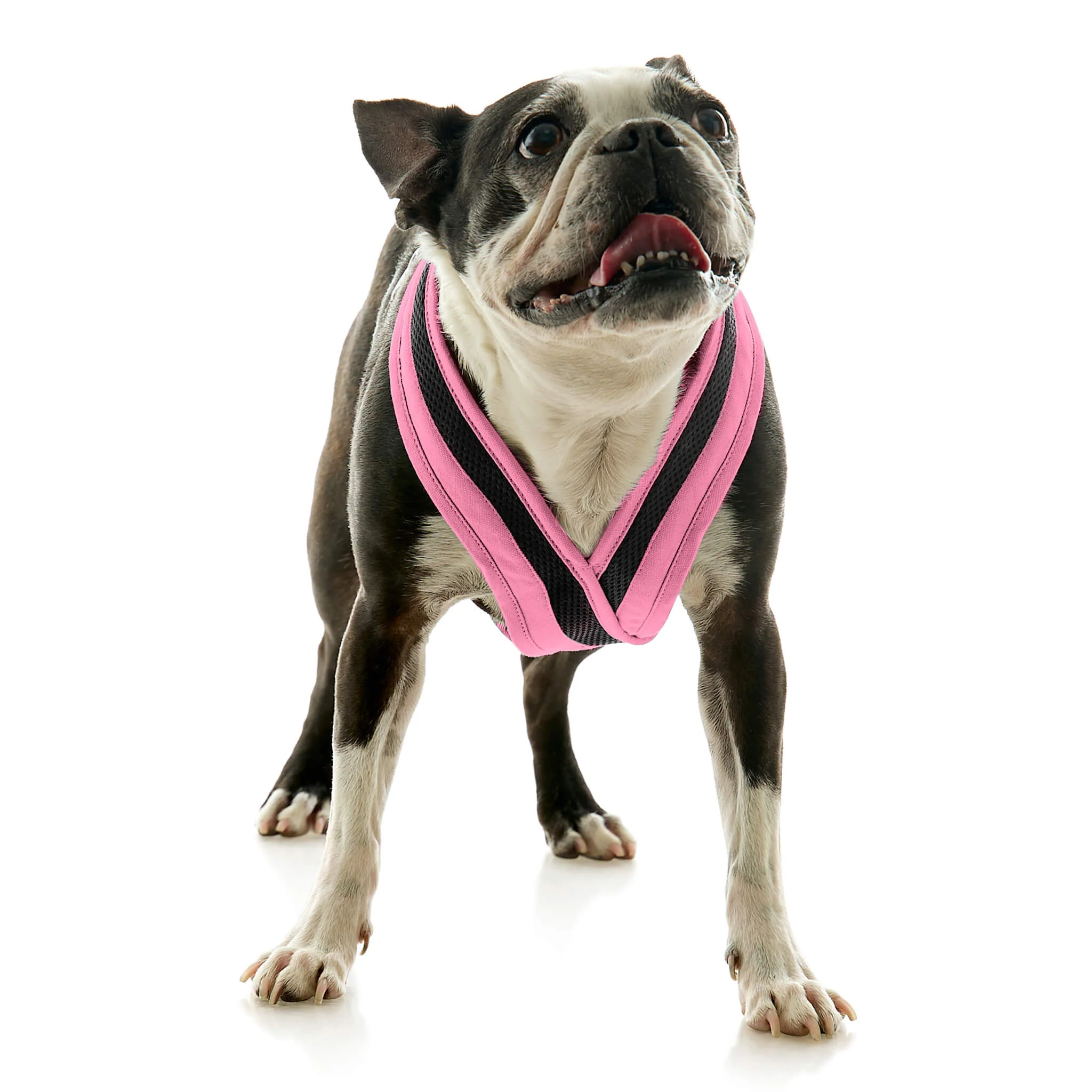 gooby-office-dog-miles-a-boston-terrier-standing-wearing-escape-free-comfort-x-one-in-flamingo-pink-front-view-2048x2048px-tinified