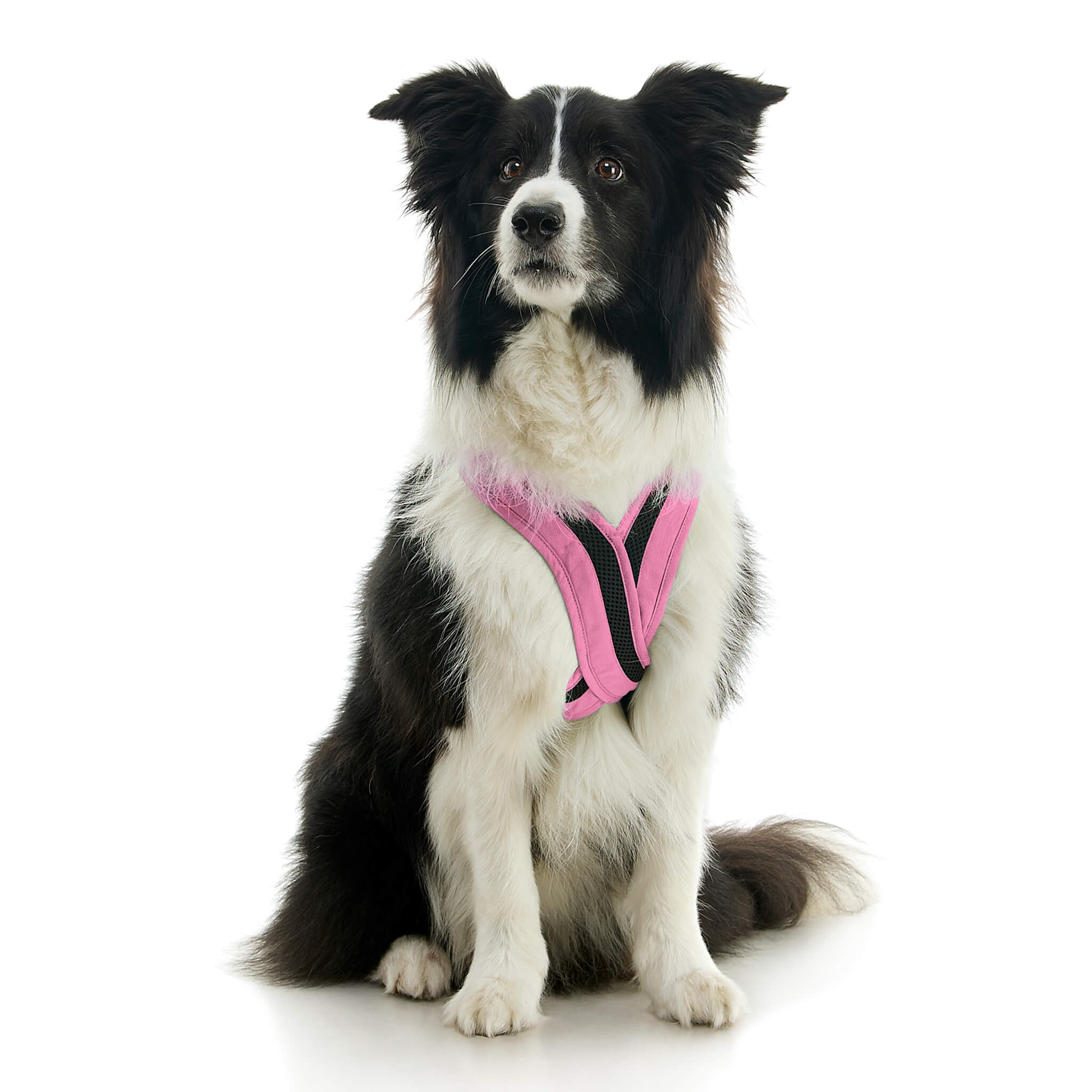 gooby-office-dog-oreo-a-border-collie-sitting-wearing-escape-free-comfort-x-one-in-flamingo-pink-front-view-2048x2048px-tinified