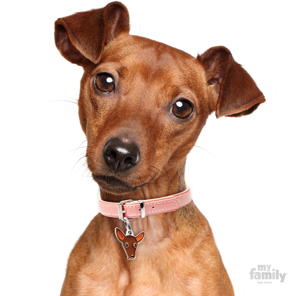 0027589_red-pinscher-id-dog-tag