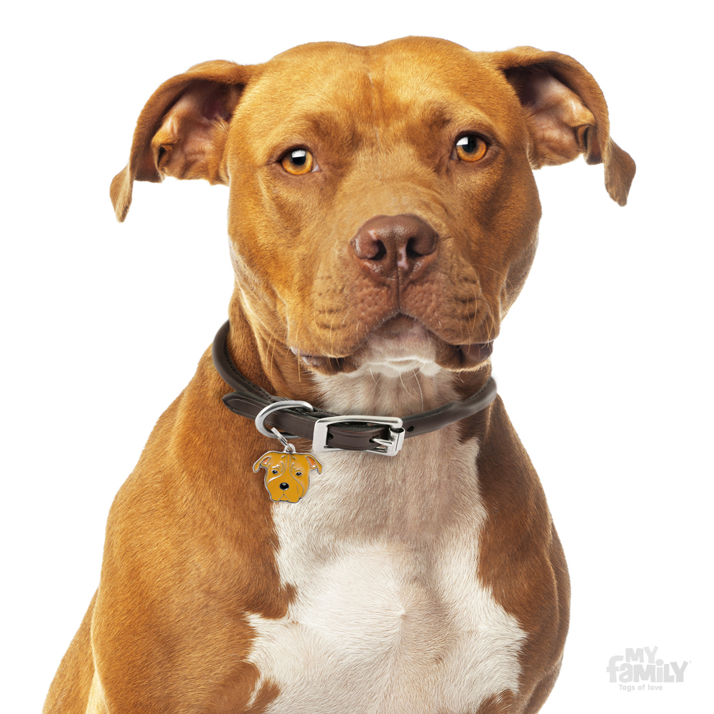 0027373_brown-american-staffordshire-terrier-id-dog-tag
