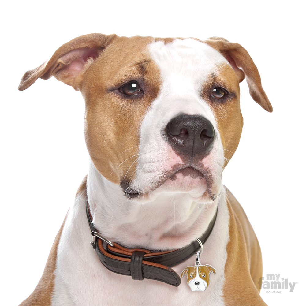 0027671_white-and-brown-american-staffordshire-terrier-id-dog-tag