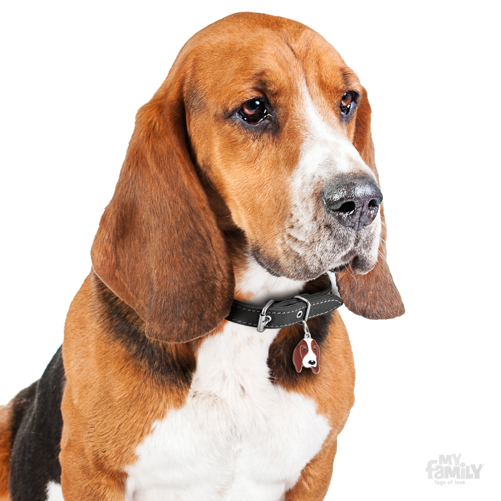 0027388_basset-hound-dog-tag