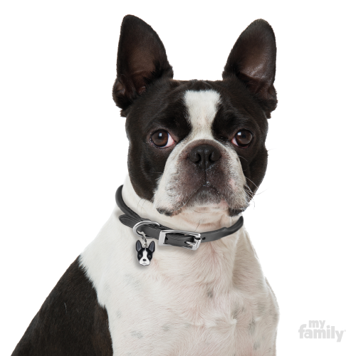 0029594_boston-terrier-dog-tag
