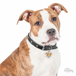 0027530_brown-and-white-pitbull-id-dog-tag