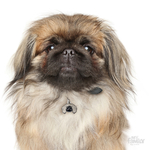 0027513_pekinese-dog-tag