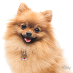 0026917_pomeranian-dog-tag