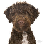 0027706_brown-lagotto-romagnolo-id-dog-tag