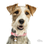 0026845_fox-terrier-dog-tag