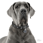 0027283_blue-great-dane-dog-tag