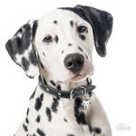 0027478_dalmatian-dog-tag