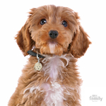 0026887_cockapoo-dog-tag