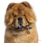 0027443_chow-chow-dog-tag