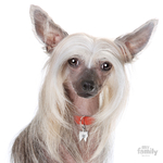 0026962_chinese-crested-dog-tag