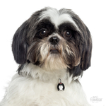 0027453_shih-tzu-id-dog-tag