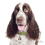 0027687_white-and-brown-springer-spaniel-id-dog-tag