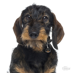 0027423_german-dachshund-black-id-dog-tag