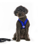 black-mini-poodle-wearing-blue-comfort-x-head-in-harness-front-view-1024x1024_cc683e4d-5acb-41ac-924d-80348c4ea2b0_1260x