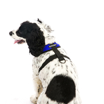 cocker-spaniel-wearing-blue-comfort-x-head-in-harness-back-view-1024x1024_c7e2fc2a-62c5-4d50-970b-2bb7e0780165_1260x