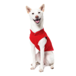 a-shiba-inu-wearing-gooby-red-fleece-vest-sitting-down-front-view-1024x1024px