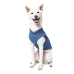 a-shiba-inu-wearing-gooby-blue-fleece-vest-sitting-down-front-view-1024x1024px