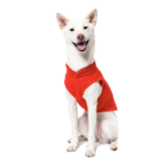 a-shiba-inu-wearing-gooby-pumpkin-fleece-vest-sitting-down-front-view-1024x1024px