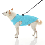 gooby-office-dog-loki-a-white-shiba-inu-wearing-turquoise-zip-up-fleece-vest-with-leash-standing-up-side-view-1024x1024px