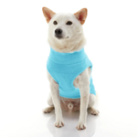 gooby-office-dog-loki-a-white-shiba-inu-wearing-turquoise-zip-up-fleece-vest-sitting-down-front-view-1024x1024px