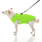 gooby-office-dog-loki-a-white-shiba-inu-wearing-lime-zip-up-fleece-vest-with-leash-standing-up-side-view-1024x1024px