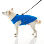 gooby-office-dog-loki-a-white-shiba-inu-wearing-blue-zip-up-fleece-vest-with-leash-standing-up-side-view-1024x1024px