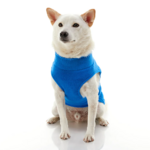 gooby-office-dog-loki-a-white-shiba-inu-wearing-blue-zip-up-fleece-vest-sitting-down-front-view-1024x1024px