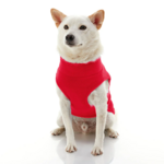 gooby-office-dog-loki-a-white-shiba-inu-wearing-red-zip-up-fleece-vest-sitting-down-front-view-1024x1024px