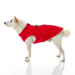gooby-office-dog-loki-a-white-shiba-inu-wearing-red-zip-up-fleece-vest-standing-up-side-view-1024x1024px