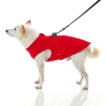 gooby-office-dog-loki-a-white-shiba-inu-wearing-red-zip-up-fleece-vest-with-leash-standing-up-side-view-1024x1024px