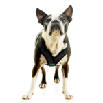 04234-miles-a-boston-terrier-wearing-comfort-x-step-in-lite-in-black-standing-up-front-view-2048x2048px