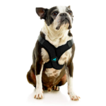 04234-miles-a-boston-terrier-wearing-comfort-x-step-in-lite-in-black-sitting-down-front-view-2048x2048px