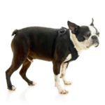 04234-miles-a-boston-terrier-wearing-comfort-x-step-in-lite-in-black-standing-up-side-view-2048x2048px