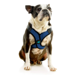 04234-miles-a-boston-terrier-wearing-comfort-x-step-in-lite-in-blue-sitting-down-front-view-2048x2048px