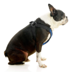 04234-miles-a-boston-terrier-wearing-comfort-x-step-in-lite-in-blue-sitting-down-side-view-2048x2048px