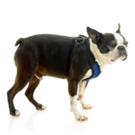 04234-miles-a-boston-terrier-wearing-comfort-x-step-in-lite-in-blue-standing-up-side-view-2048x2048px