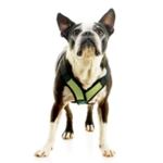 04234-miles-a-boston-terrier-wearing-comfort-x-step-in-lite-in-green-standing-up-front-view-2048x2048px (1)